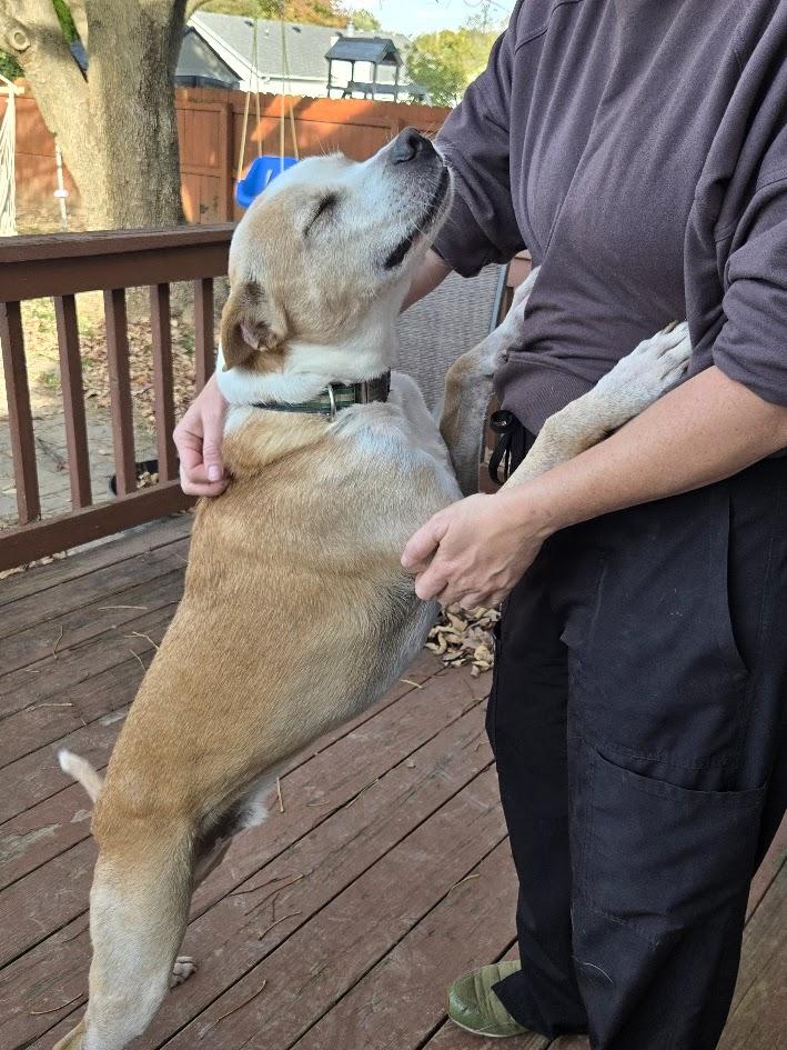 Enlarge Milo, a Adoptable mixed breed in O Fallon, IL image 3/4