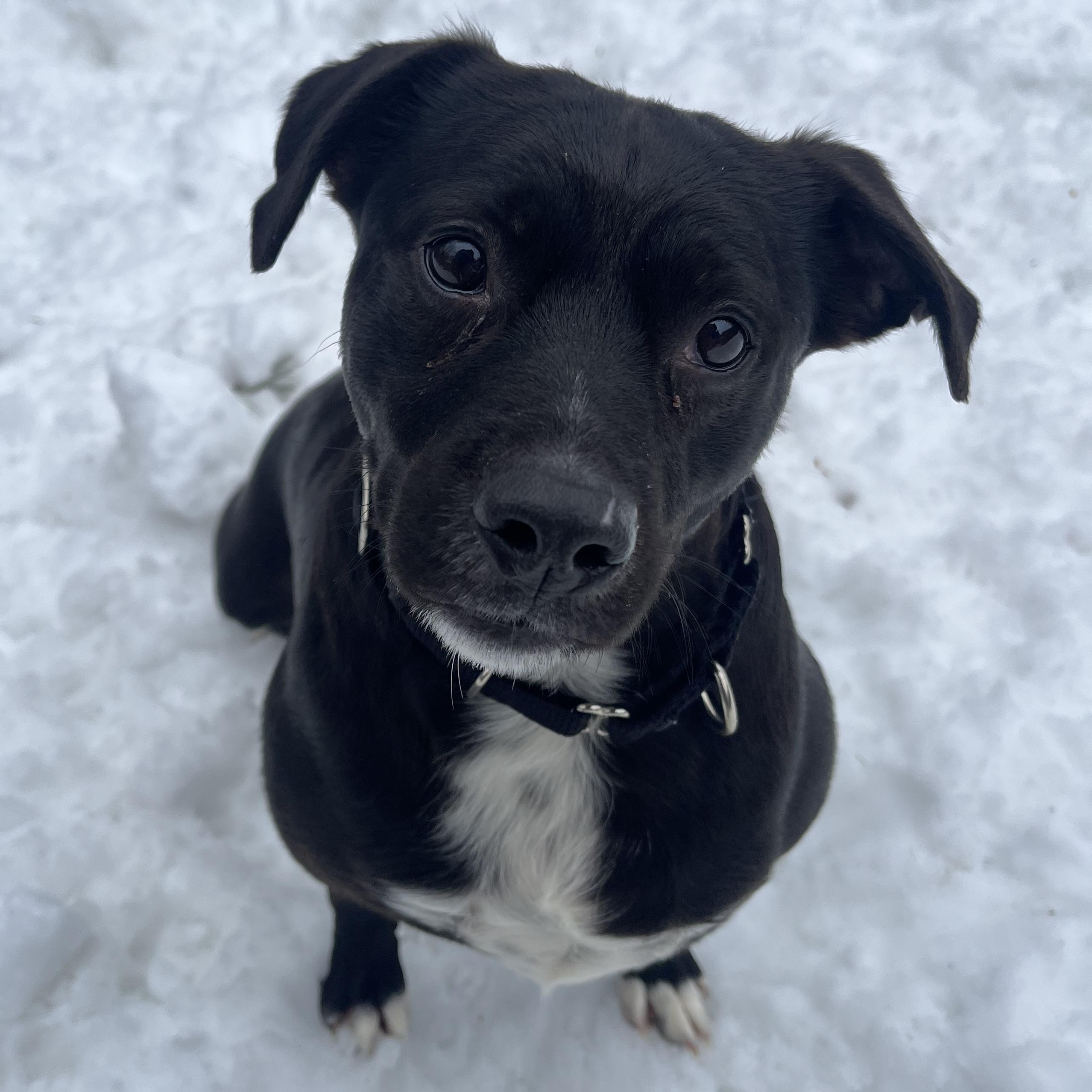 Truffle, Adoptable, Adult Female Mixed Breed.