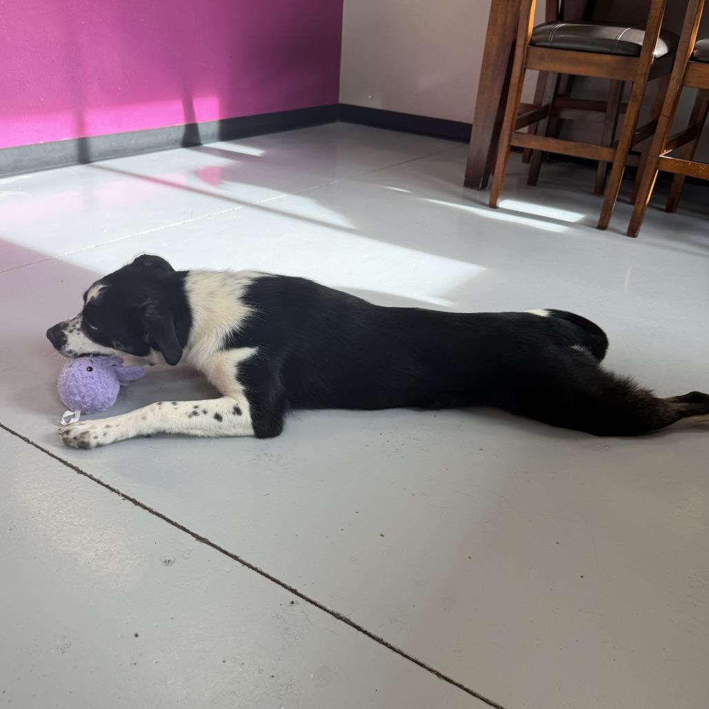 Daisy, Adoptable, Young Female Mixed Breed.