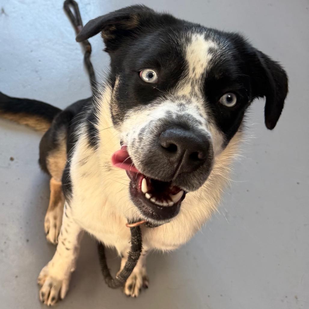 Enlarge Daisy, a Adoptable Mixed Breed in Ponca City, OK image 2/6