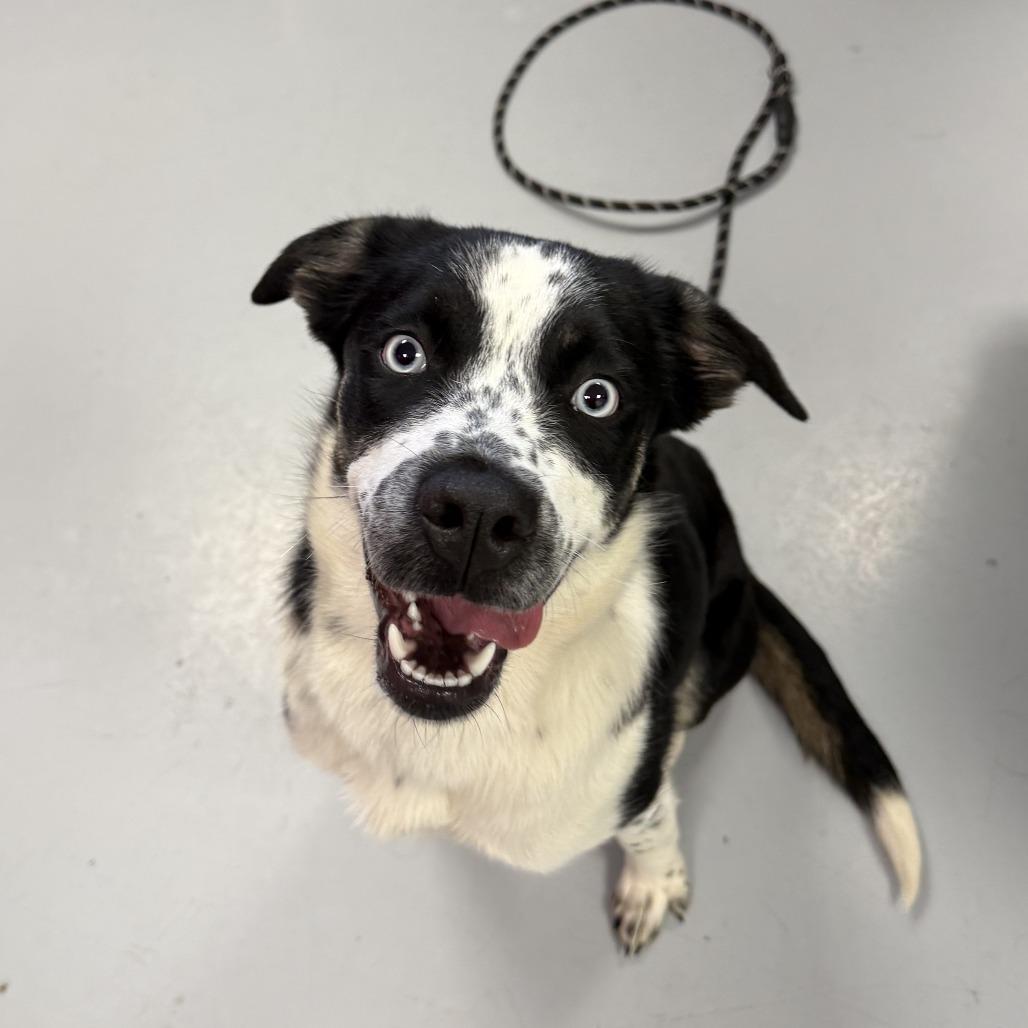 Daisy, Adoptable, Young Female Mixed Breed.