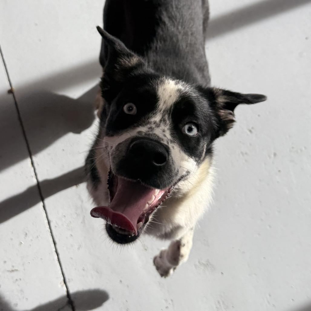 Enlarge Daisy, a Adoptable Mixed Breed in Ponca City, OK image 5/6