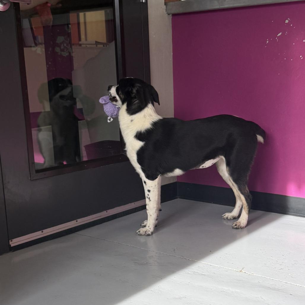 Enlarge Daisy, a Adoptable Mixed Breed in Ponca City, OK image 6/6