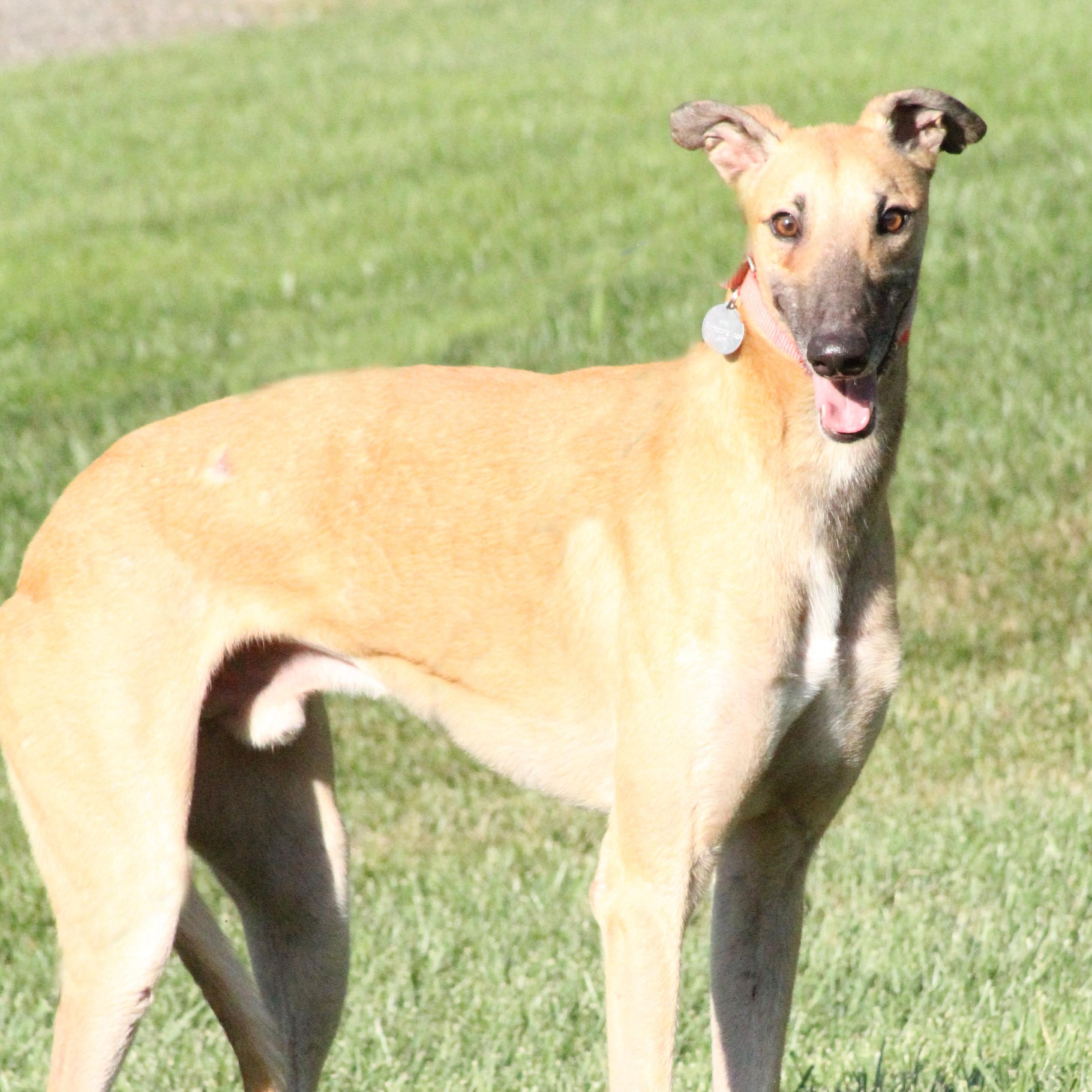 Punky  UPDATED BIO!, adopted, Young Male Greyhound.