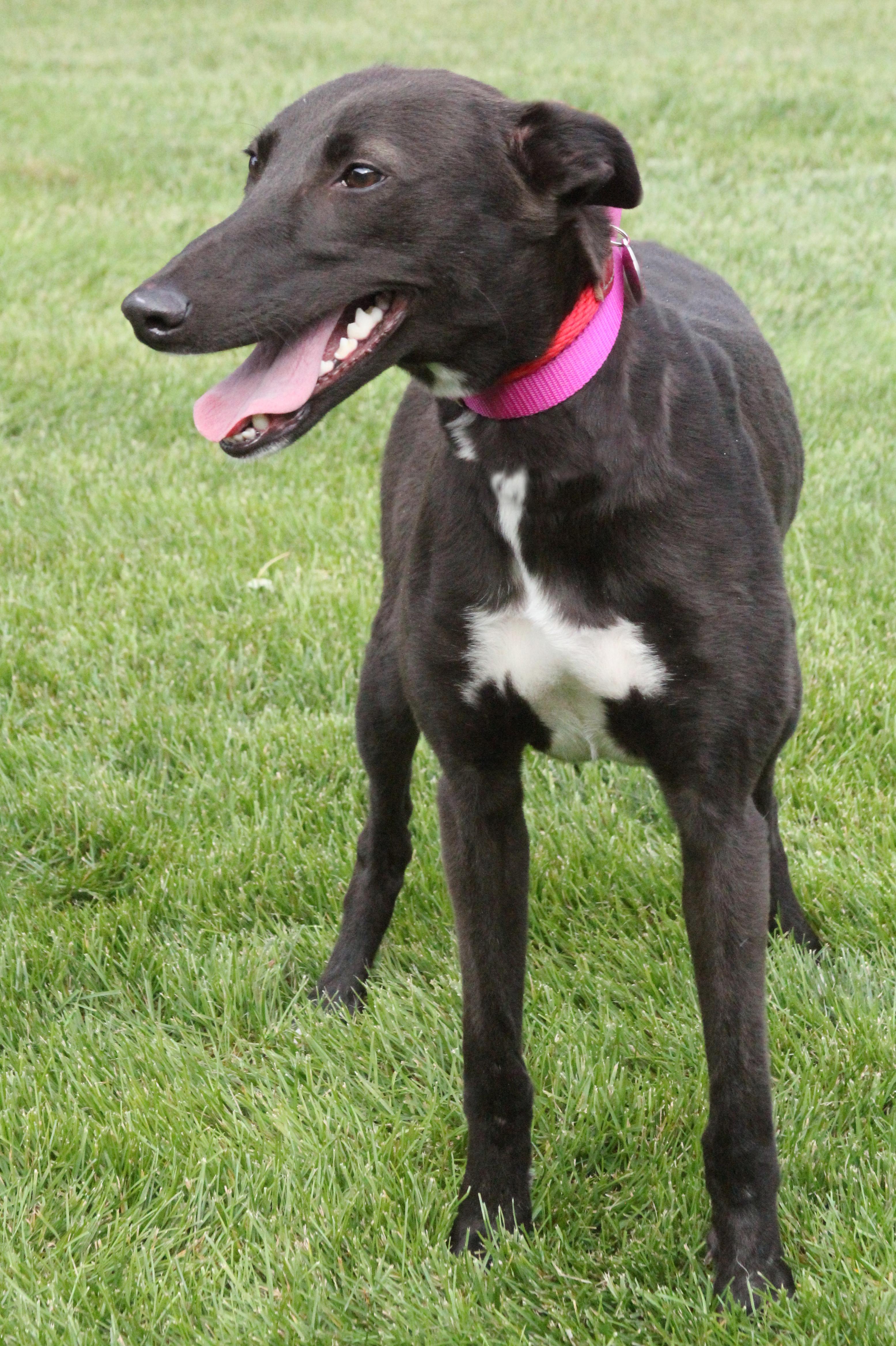 Punky UPDATED BIO!, an adopted Greyhound in Goshen, IN image 2/2
