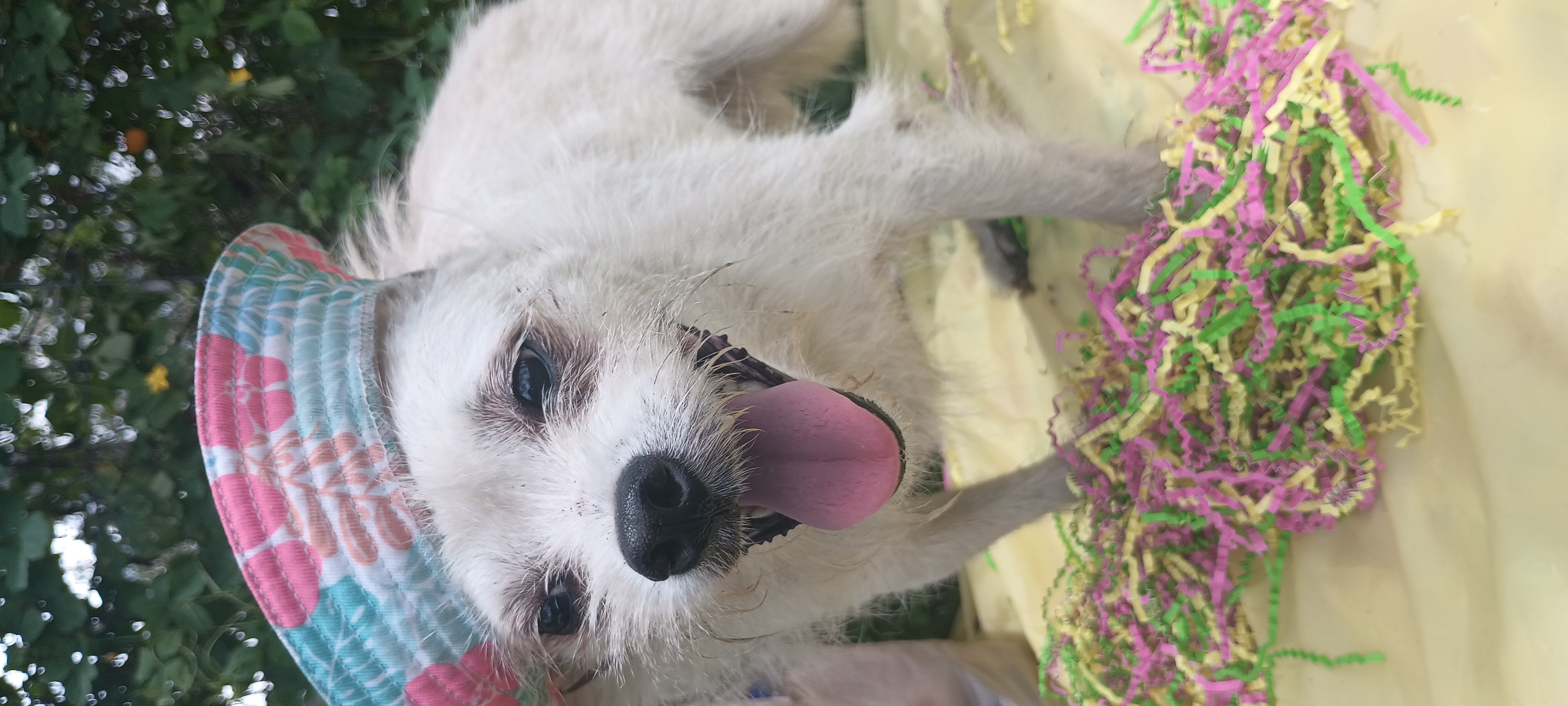 Enlarge William, a Adoptable Terrier in Boca Raton, FL image 2/3