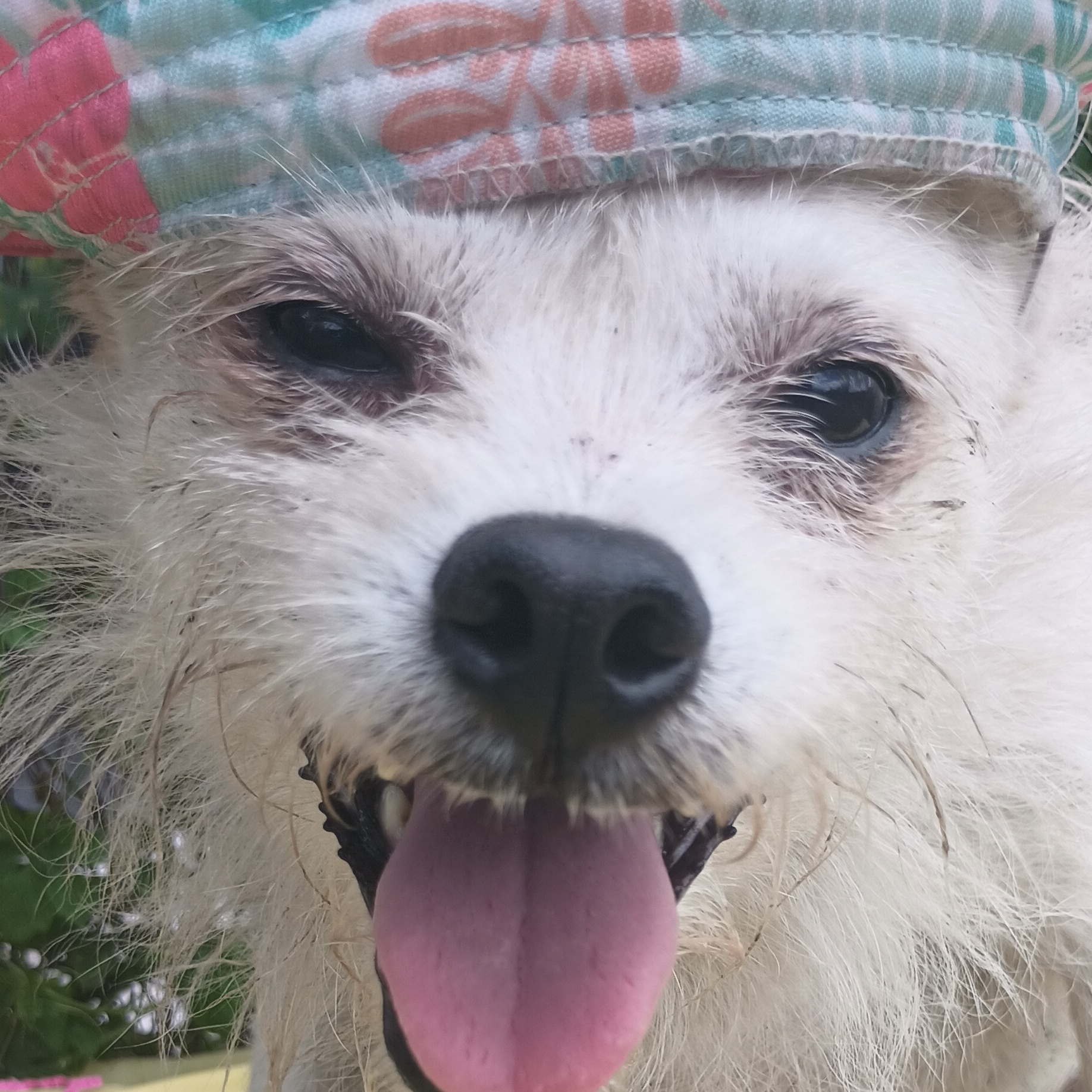 Enlarge William, a Adoptable Terrier in Boca Raton, FL image 1/3