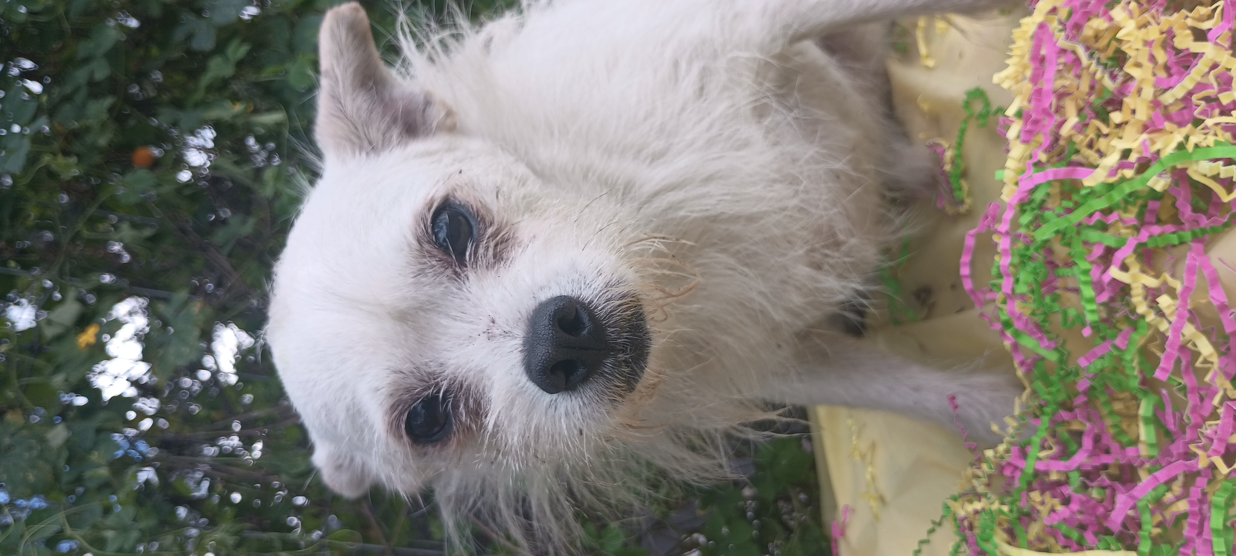 Enlarge William, a Adoptable Terrier in Boca Raton, FL image 3/3
