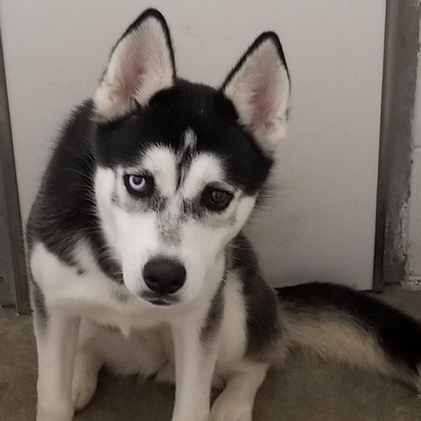 ELSA