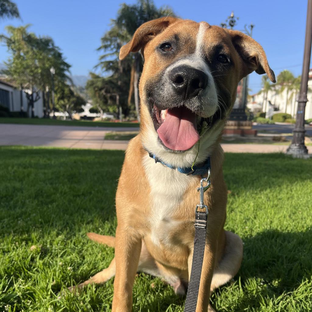 Kanga, Adoptable, Adult Male American Staffordshire Terrier.