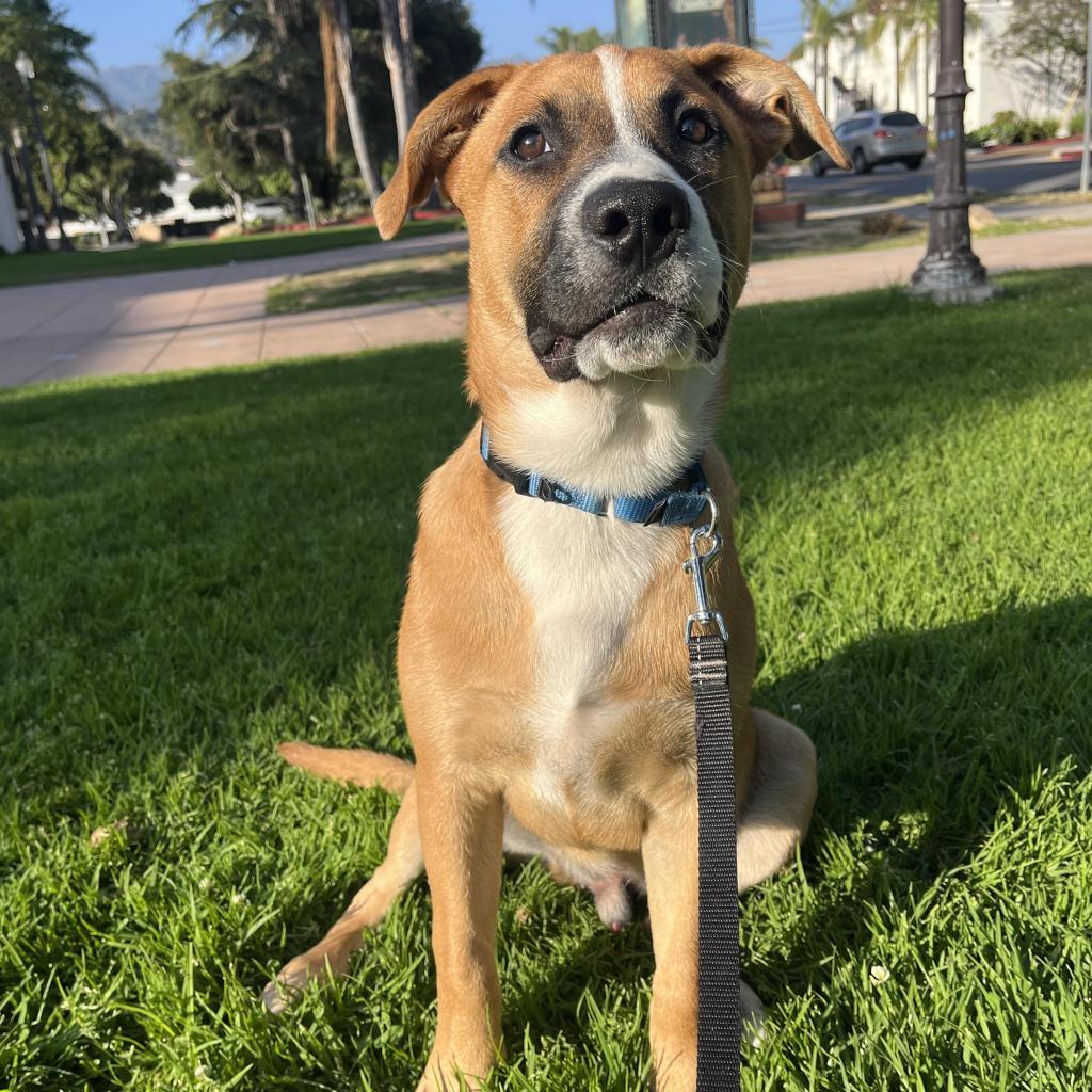 Enlarge Kanga, a Adoptable American Staffordshire Terrier in Lompoc, CA image 2/6