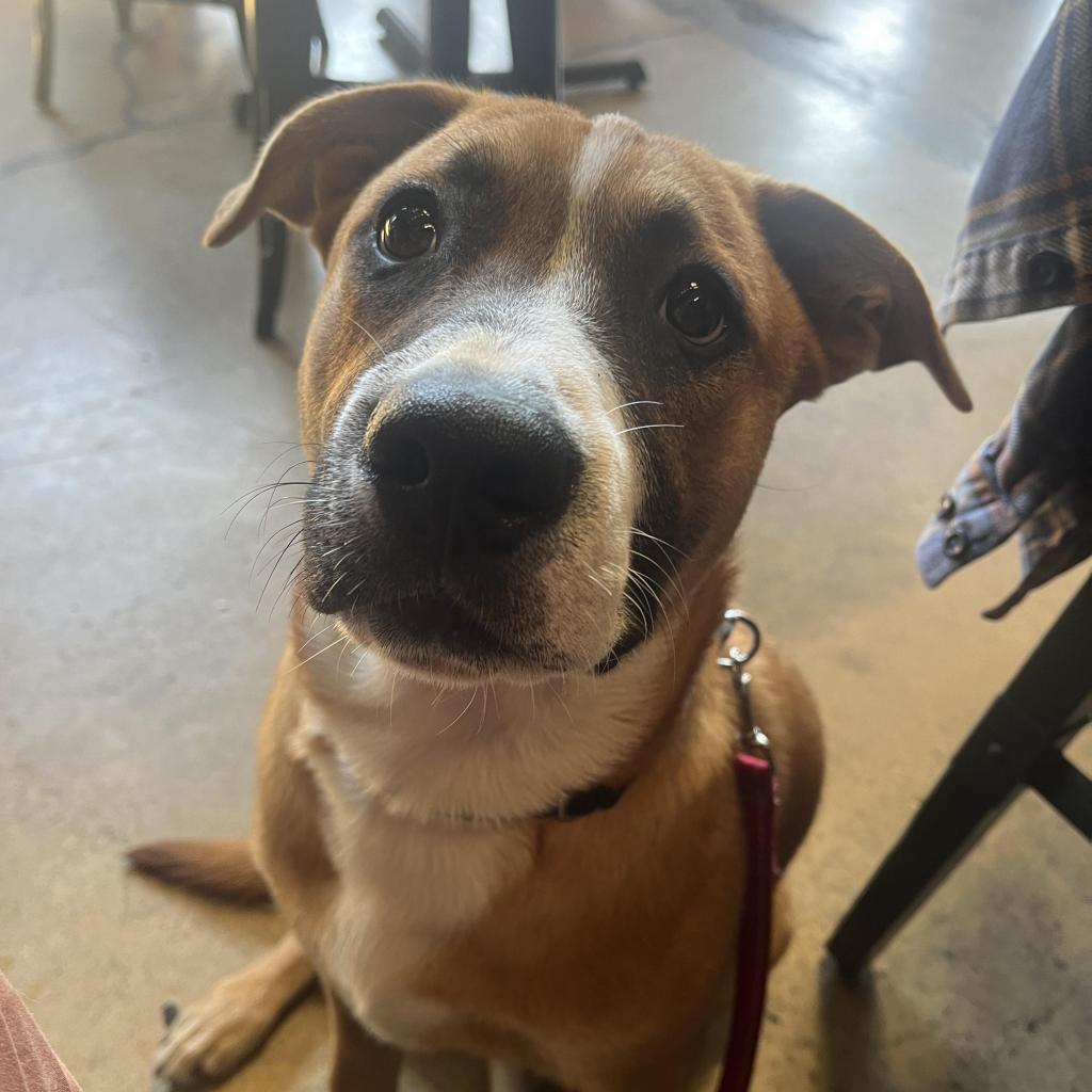 Enlarge Kanga, a Adoptable American Staffordshire Terrier in Lompoc, CA image 3/6