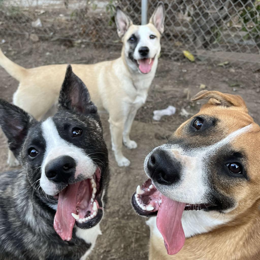 Enlarge Kanga, a Adoptable American Staffordshire Terrier in Lompoc, CA image 4/6