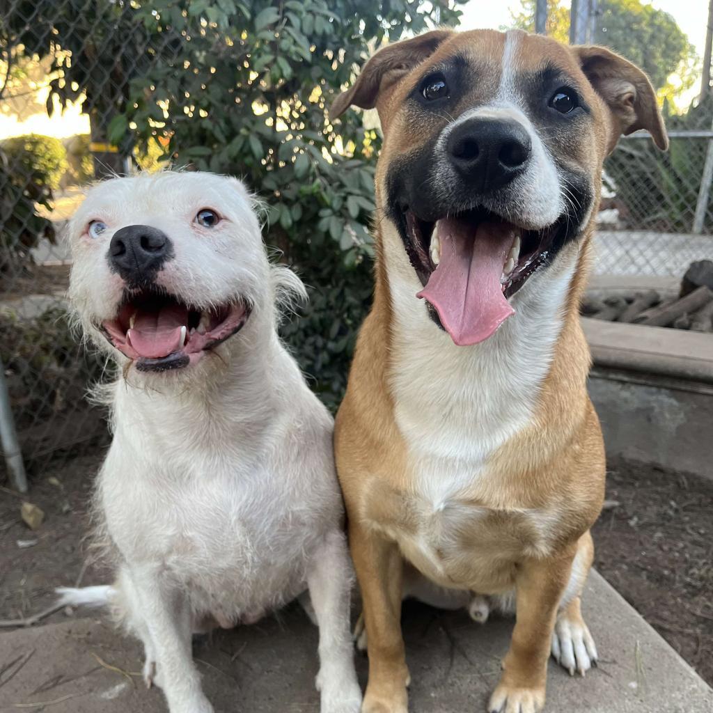 Enlarge Kanga, a Adoptable American Staffordshire Terrier in Lompoc, CA image 5/6