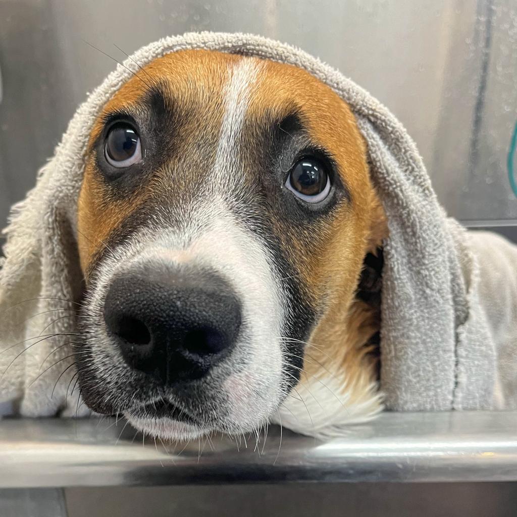 Enlarge Kanga, a Adoptable American Staffordshire Terrier in Lompoc, CA image 6/6