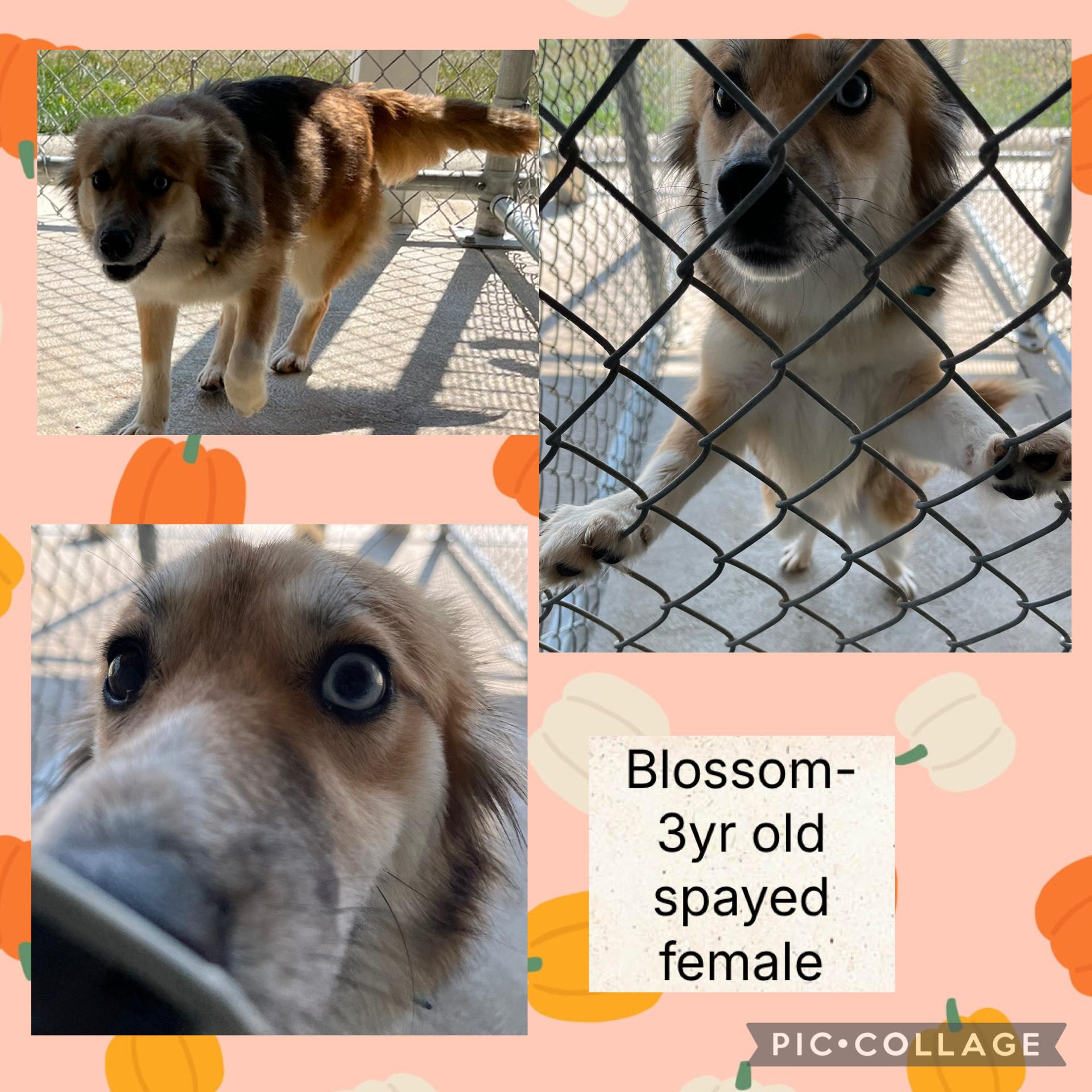 Blossom, an adoptable Pomsky in Bryan, OH, 43506 | Photo Image 1