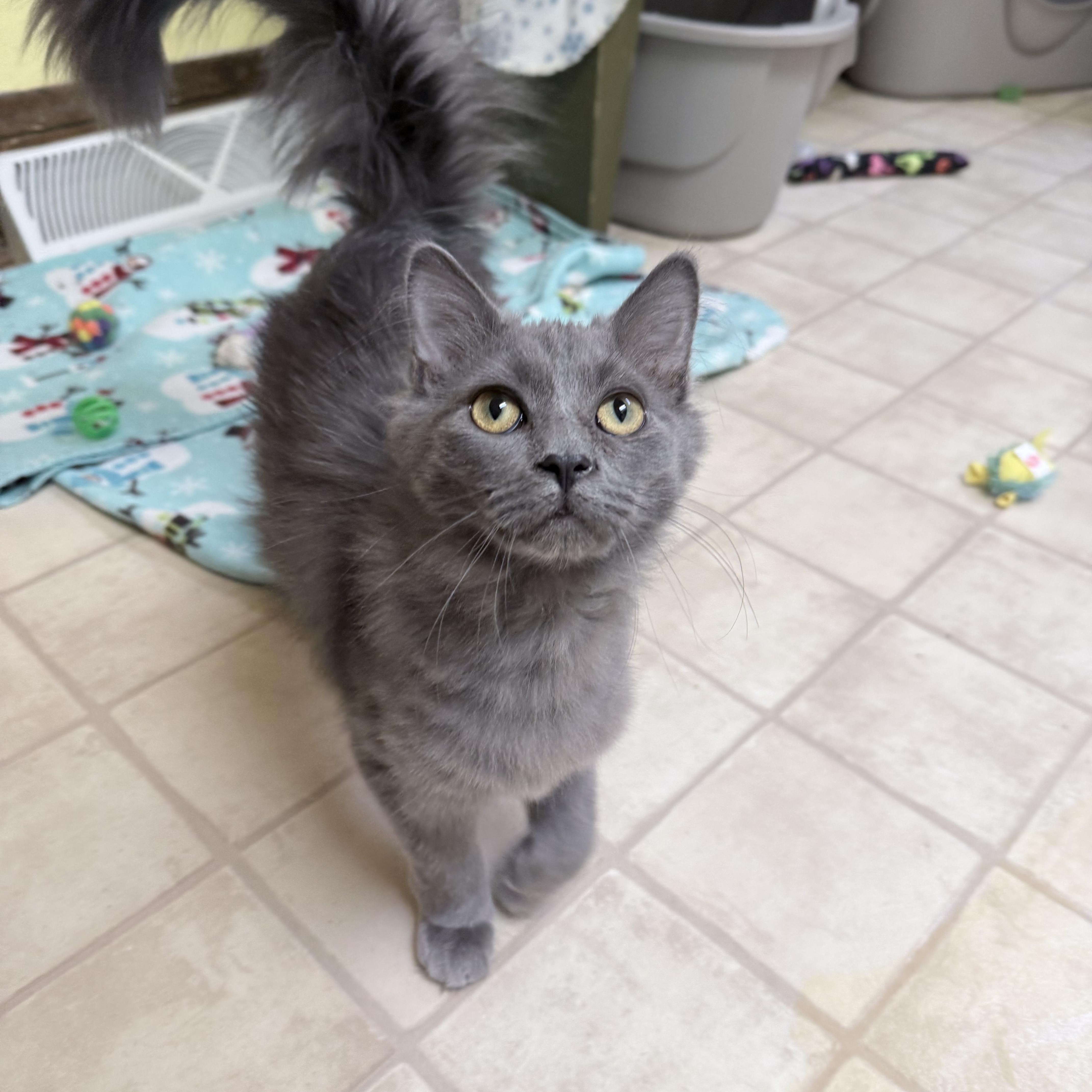 Enlarge India and Thumper, a ADOPTABLE mixed breed in Neenah, WI image 5/6