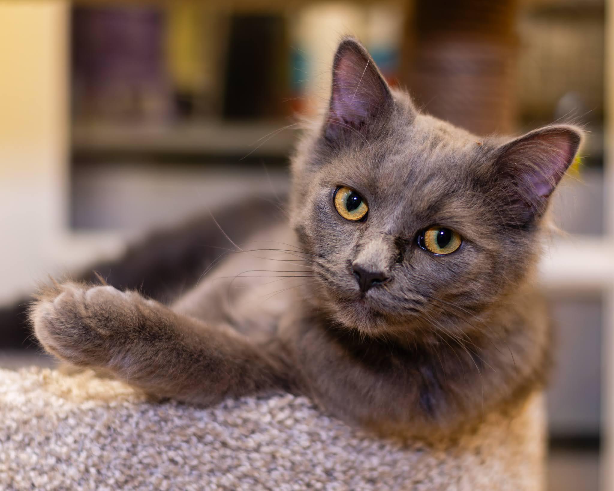 Enlarge India and Thumper, a ADOPTABLE mixed breed in Neenah, WI image 3/6