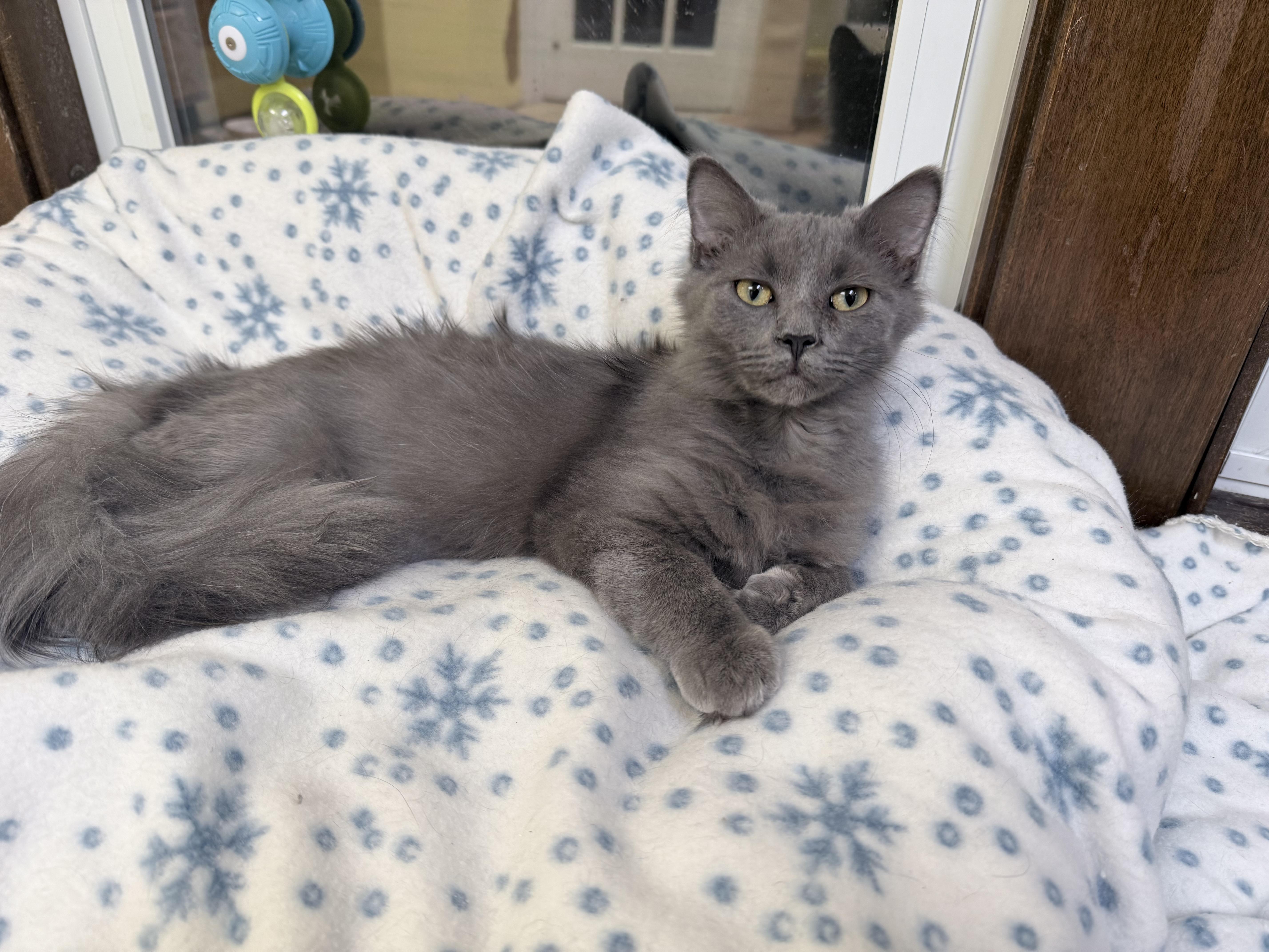 Enlarge India and Thumper, a ADOPTABLE mixed breed in Neenah, WI image 6/6