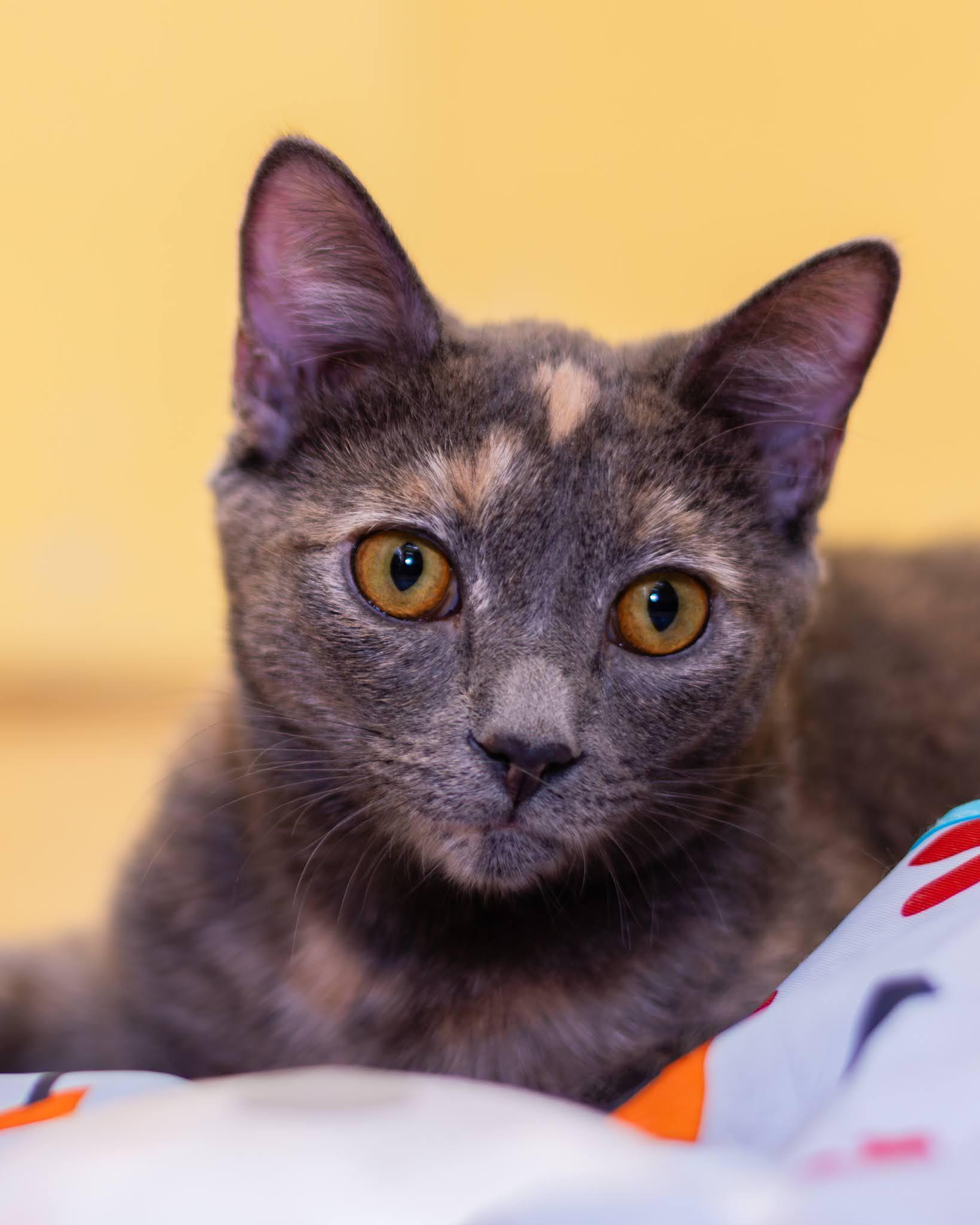 Enlarge India and Thumper, a ADOPTABLE mixed breed in Neenah, WI image 4/6