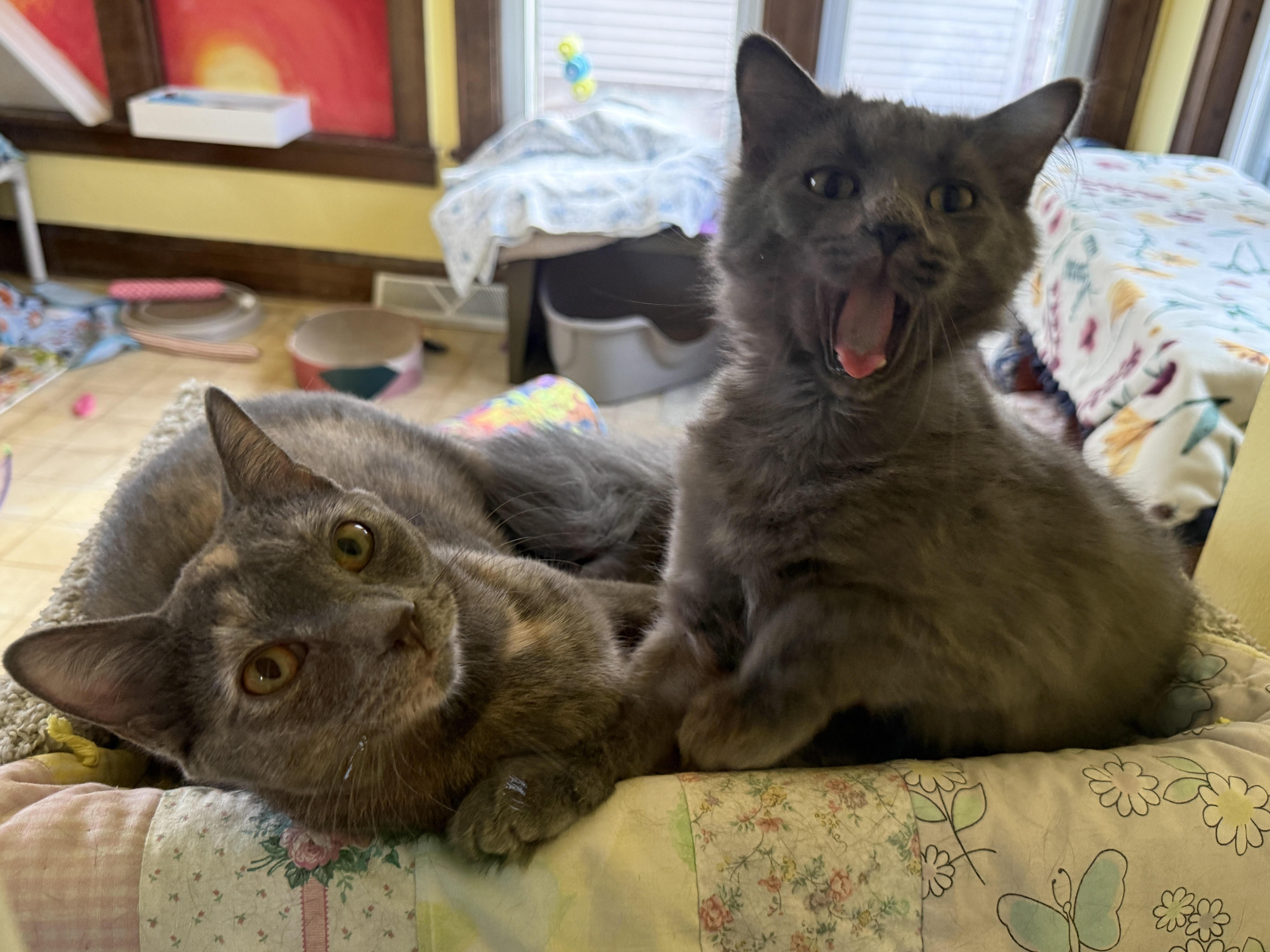 India and Thumper, ADOPTABLE, Young Female Domestic Short Hair & Domestic Medium Hair.