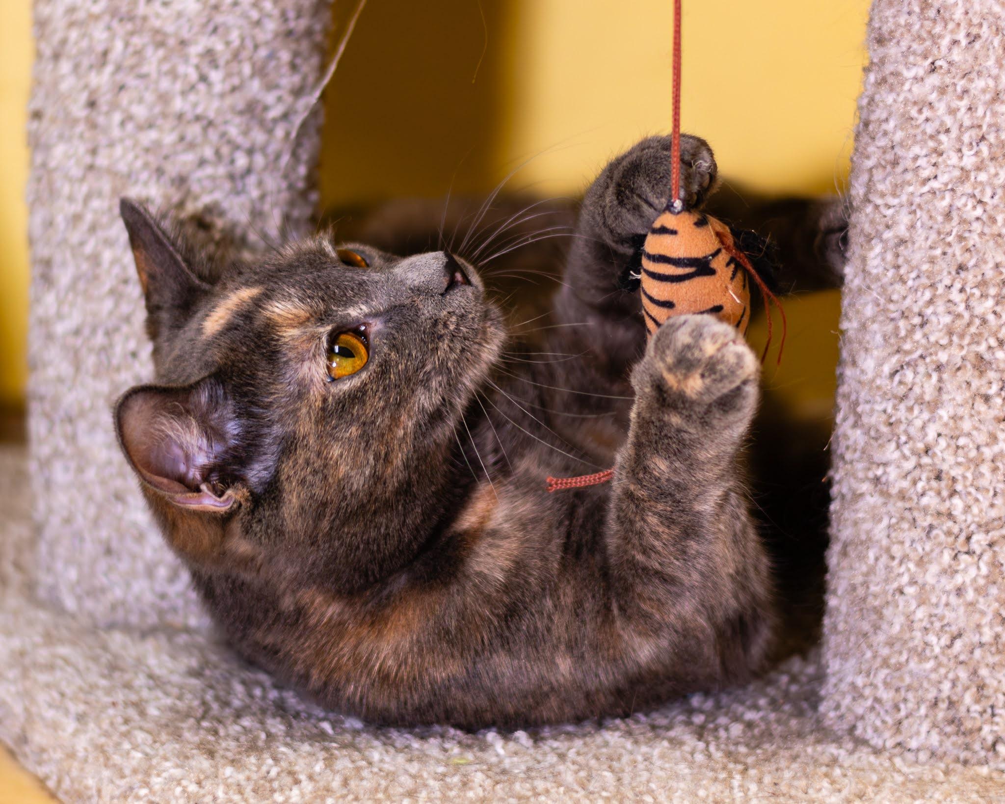 Enlarge India and Thumper, a ADOPTABLE mixed breed in Neenah, WI image 2/6