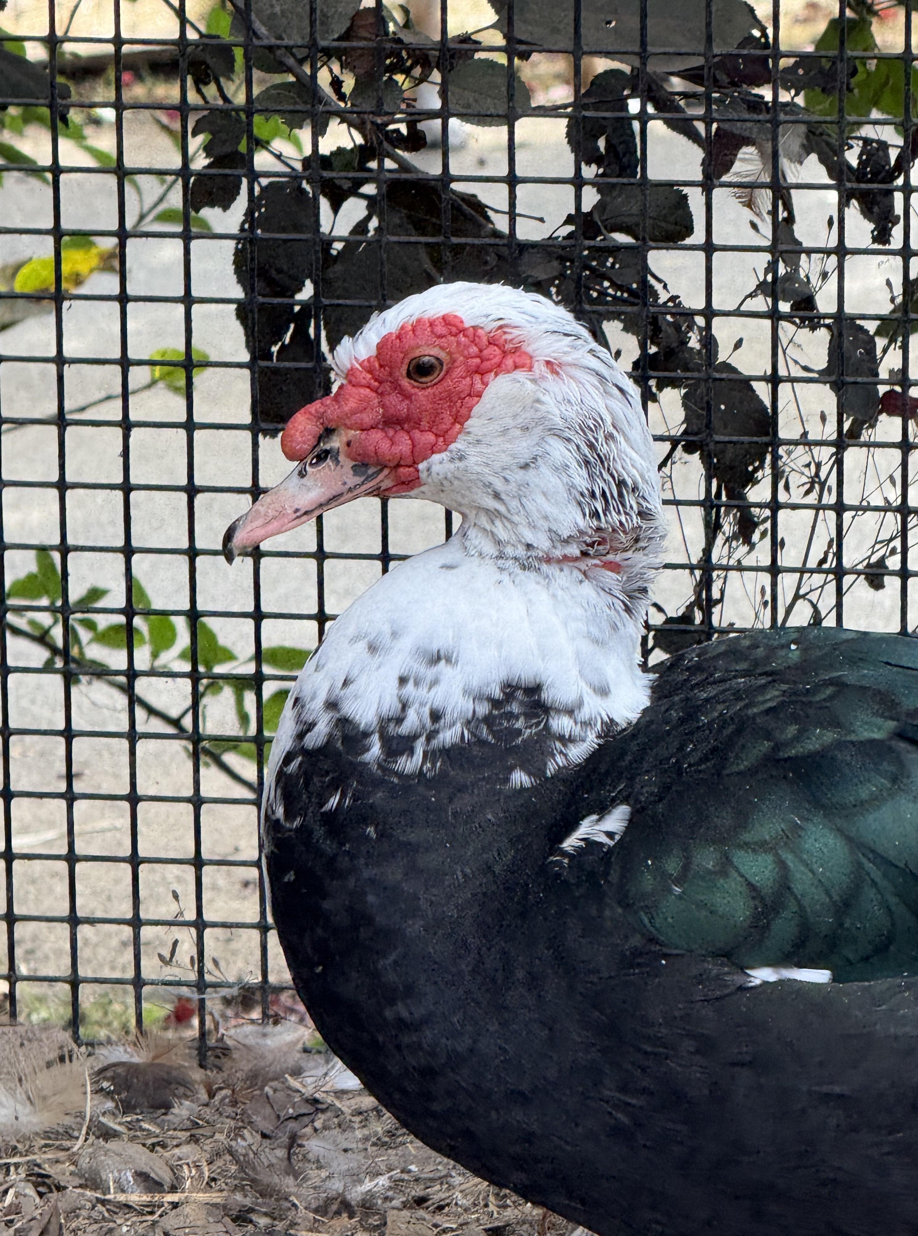 River - Muscovey (Drake) Duck