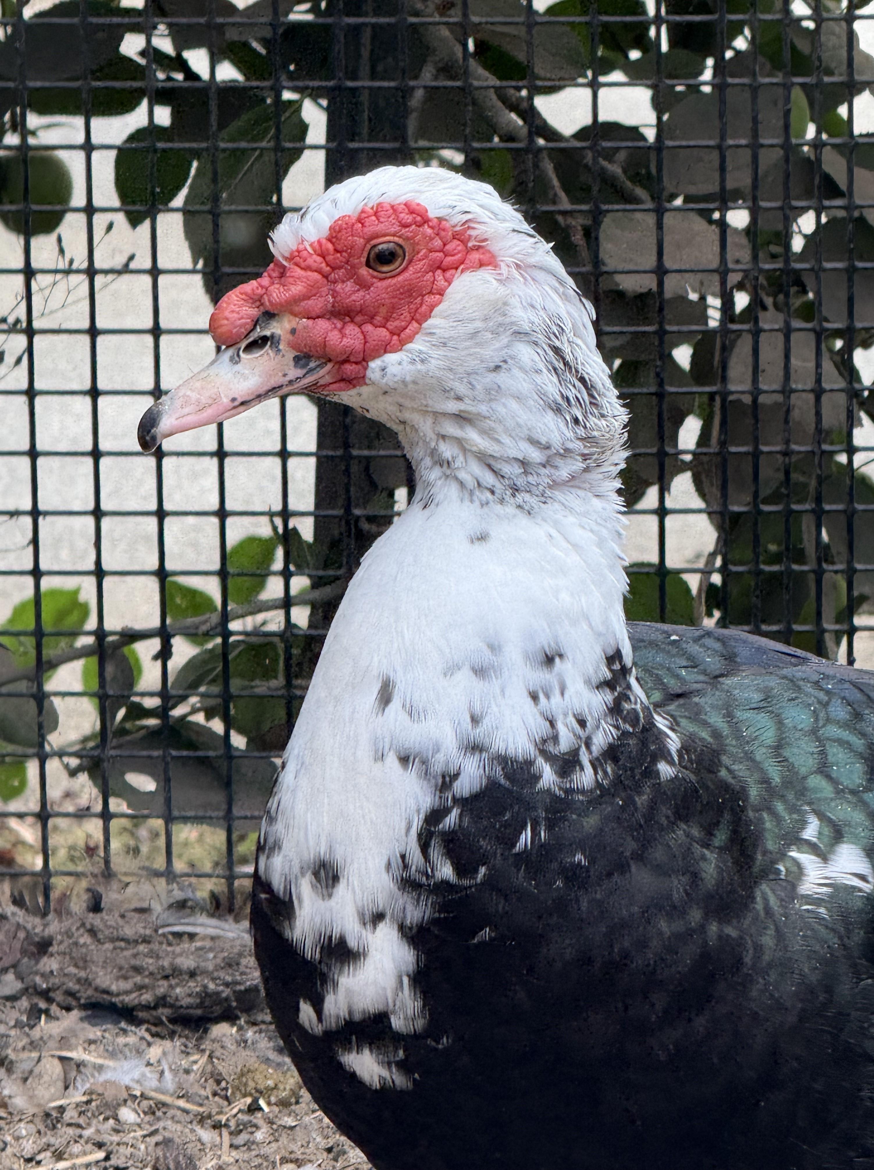 Enlarge River - Muscovey (Drake) Duck, a Adoptable Duck in Quilcene, WA image 2/2