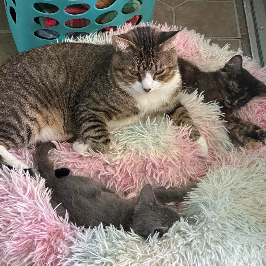 Chonk, a Adoptable Domestic Short Hair in Dallas, TX image 1/4