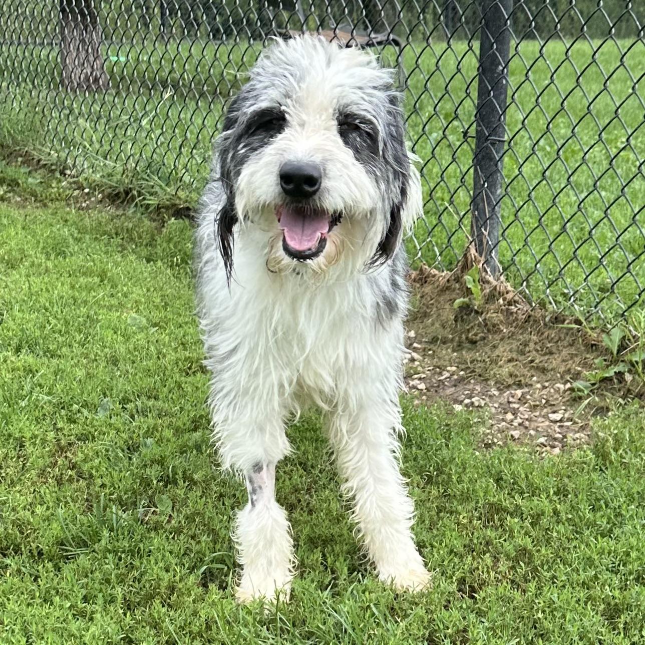 Finn