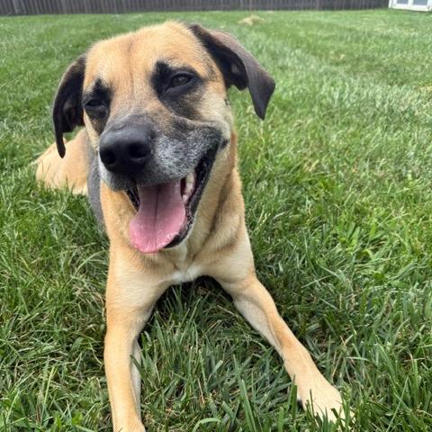Enlarge Cash, a Adoptable Black Mouth Cur in Manassas, VA image 1/6