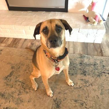 Cash, Adoptable, Adult Male Black Mouth Cur.