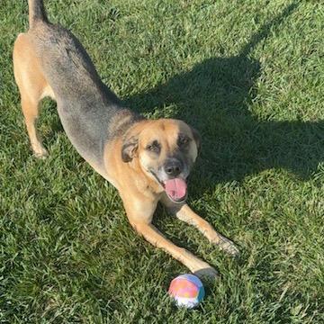 Enlarge Cash, a Adoptable Black Mouth Cur in Manassas, VA image 4/6
