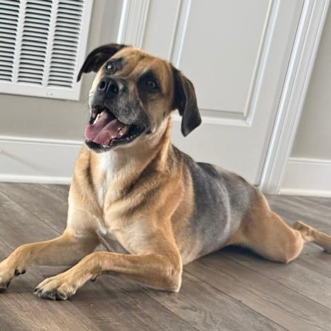 Enlarge Cash, a Adoptable Black Mouth Cur in Manassas, VA image 5/6