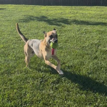 Enlarge Cash, a Adoptable Black Mouth Cur in Manassas, VA image 6/6
