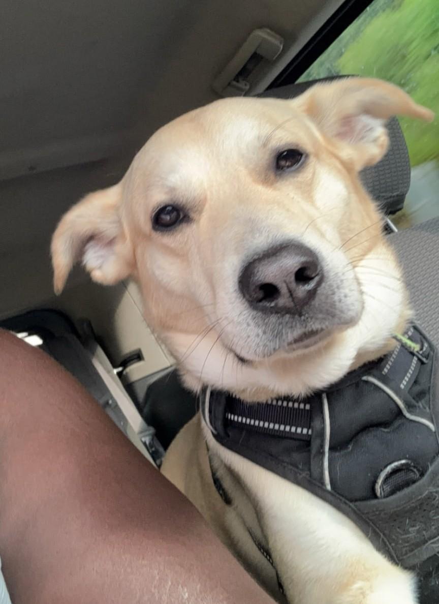 Enlarge Cinco, a Adopted mixed breed in Petersburg, VA image 2/4