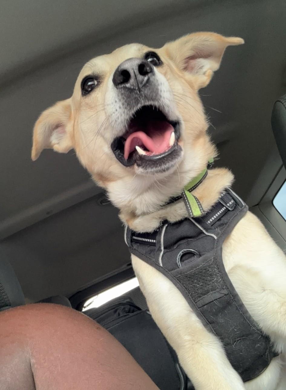 Enlarge Cinco, a Adopted mixed breed in Petersburg, VA image 4/4