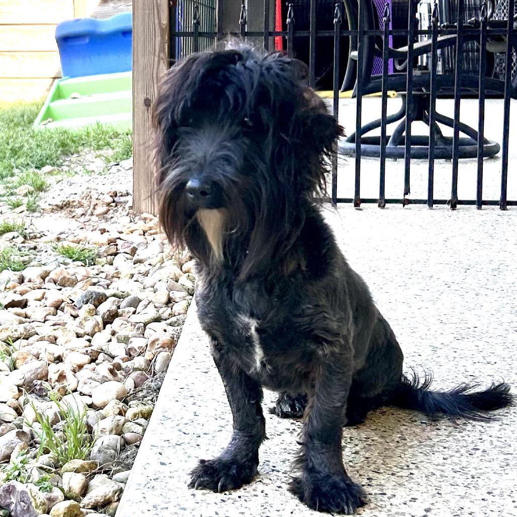 Kamryn, Adoptable, Adult Female Poodle & Maltese.