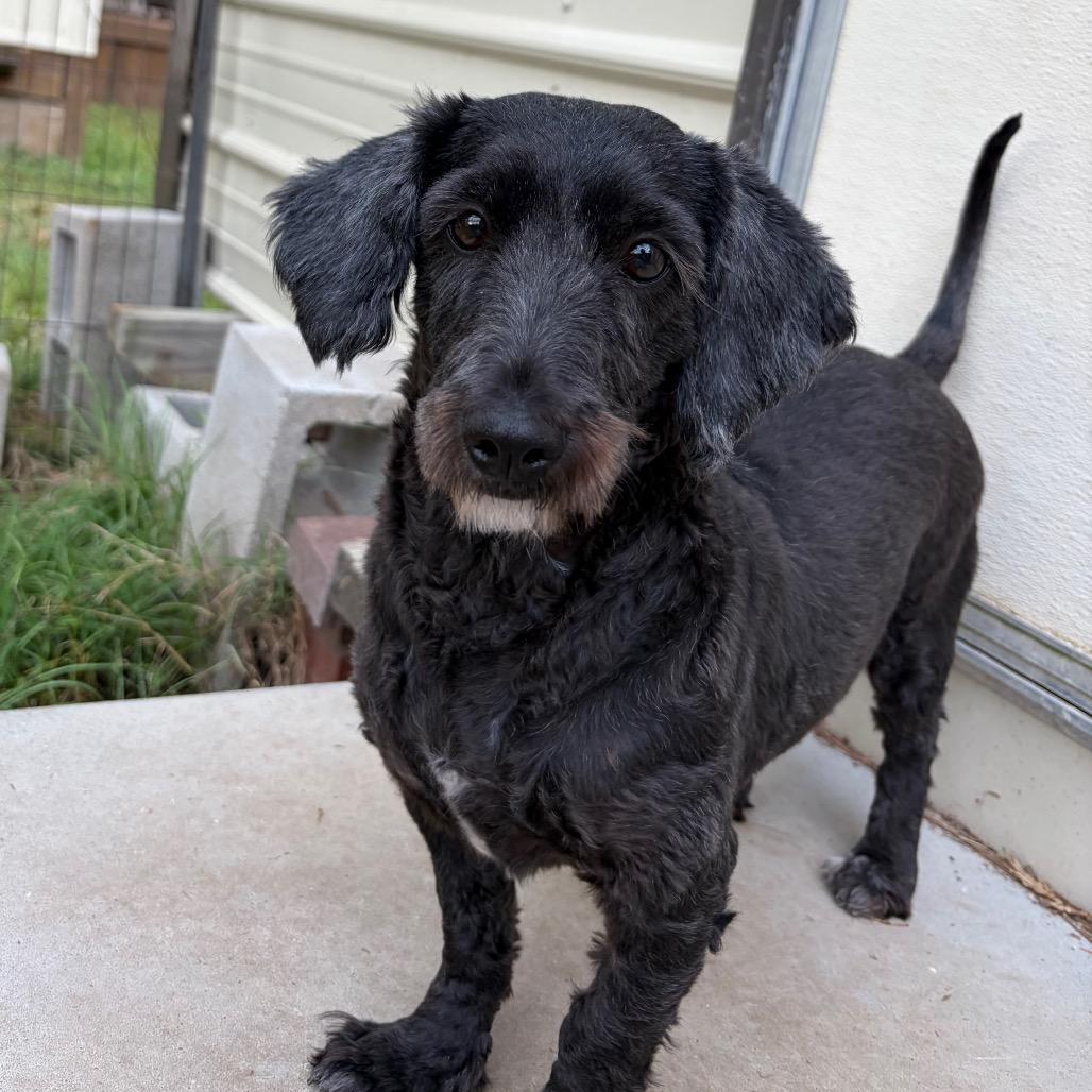 Enlarge Kamryn, a Adoptable mixed breed in Houston, TX image 2/6