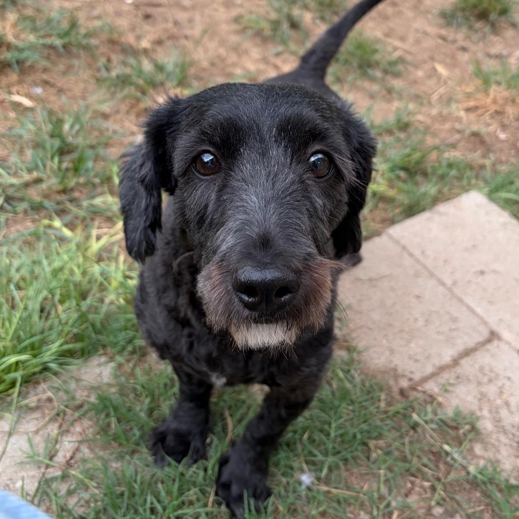 Enlarge Kamryn, a Adoptable mixed breed in Houston, TX image 3/6