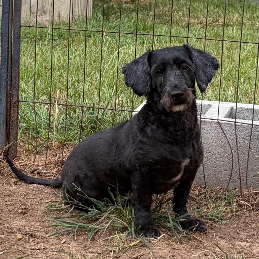 Enlarge Kamryn, a Adoptable mixed breed in Houston, TX image 4/6