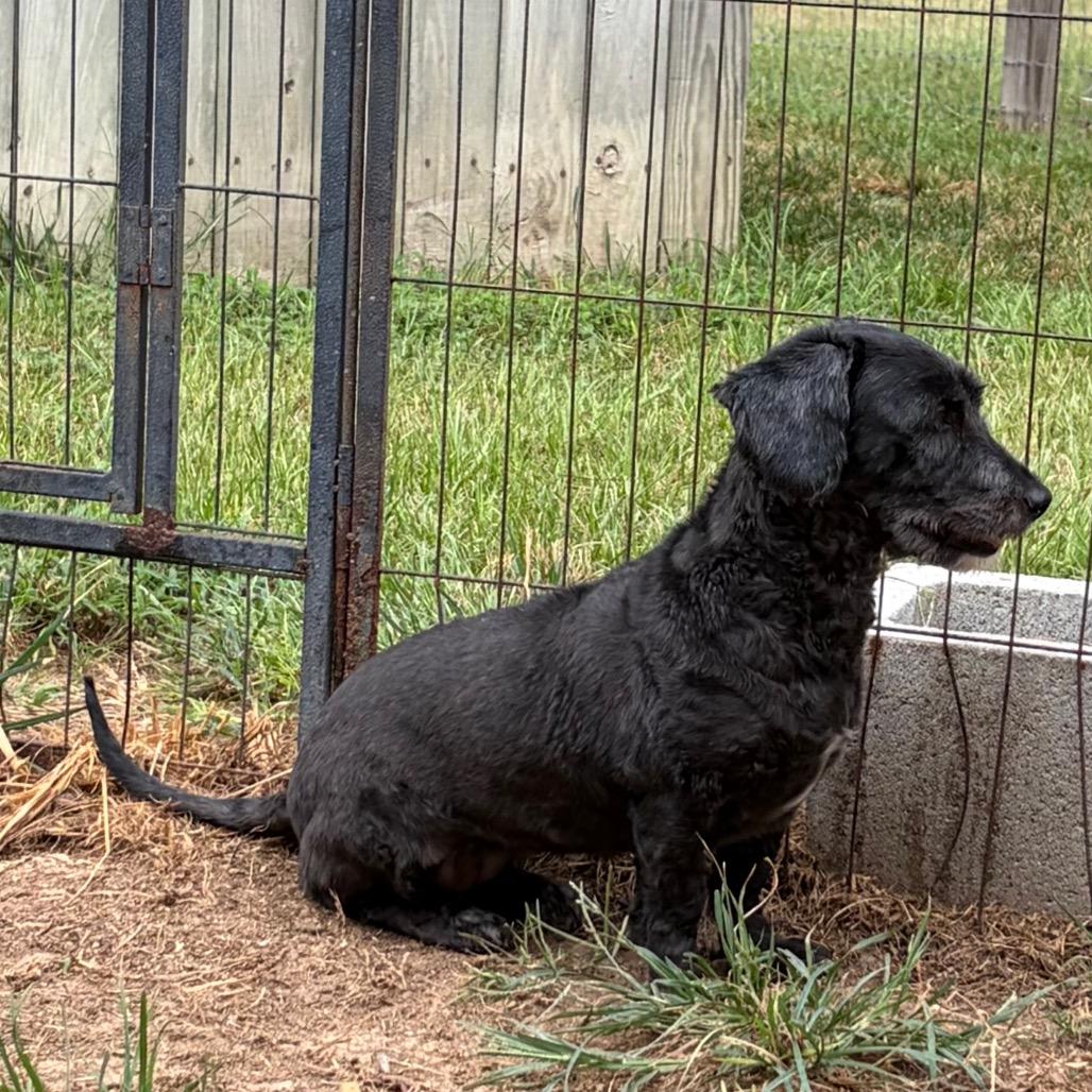 Enlarge Kamryn, a Adoptable mixed breed in Houston, TX image 5/6