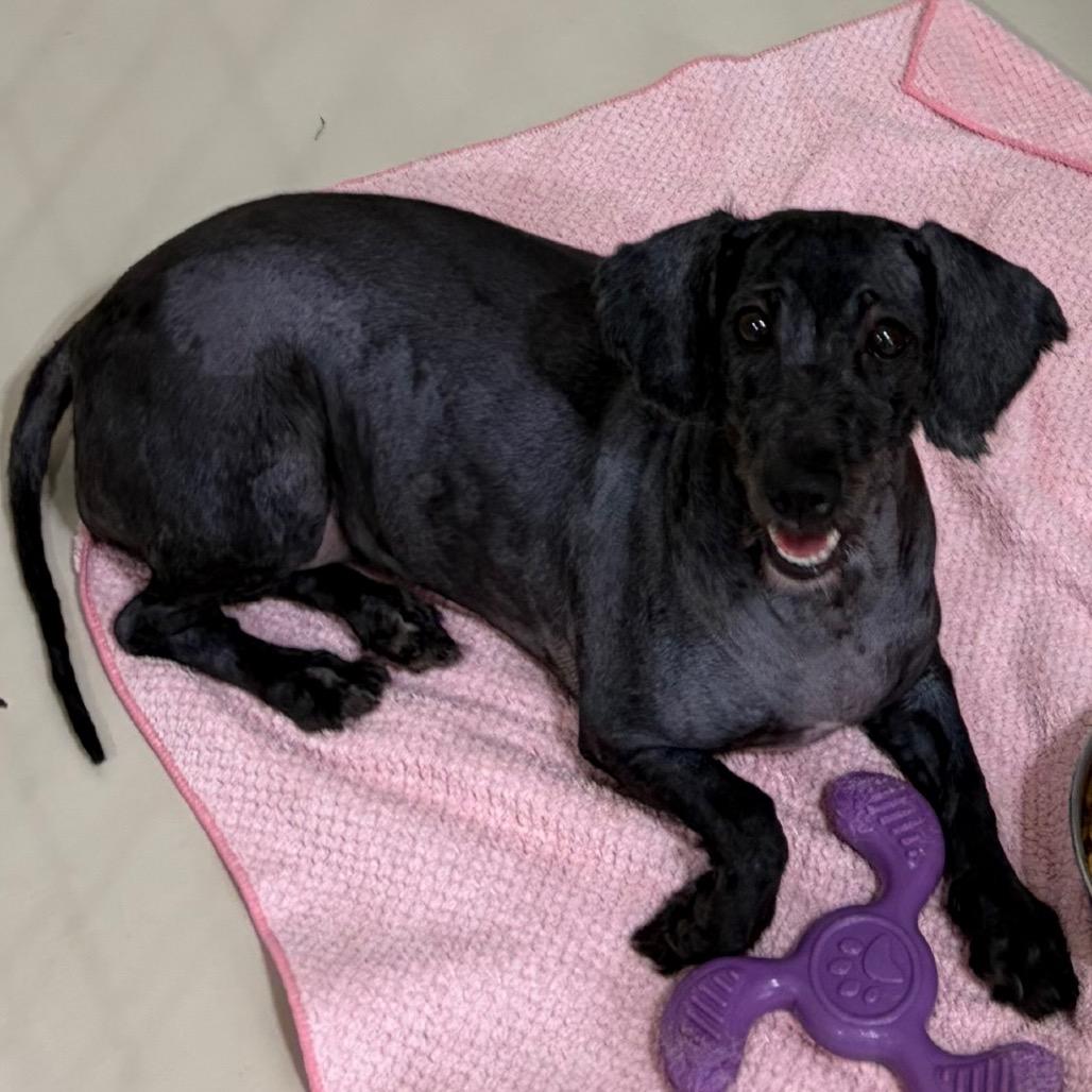Enlarge Kamryn, a Adoptable mixed breed in Houston, TX image 6/6