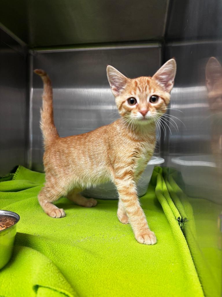 Jay, Adoptable, Kitten Male Domestic Short Hair.