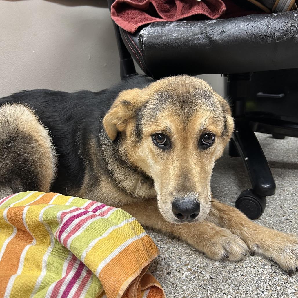 Enlarge Gunnison, a Adoptable German Shepherd Dog in Detroit Lakes, MN image 1/1