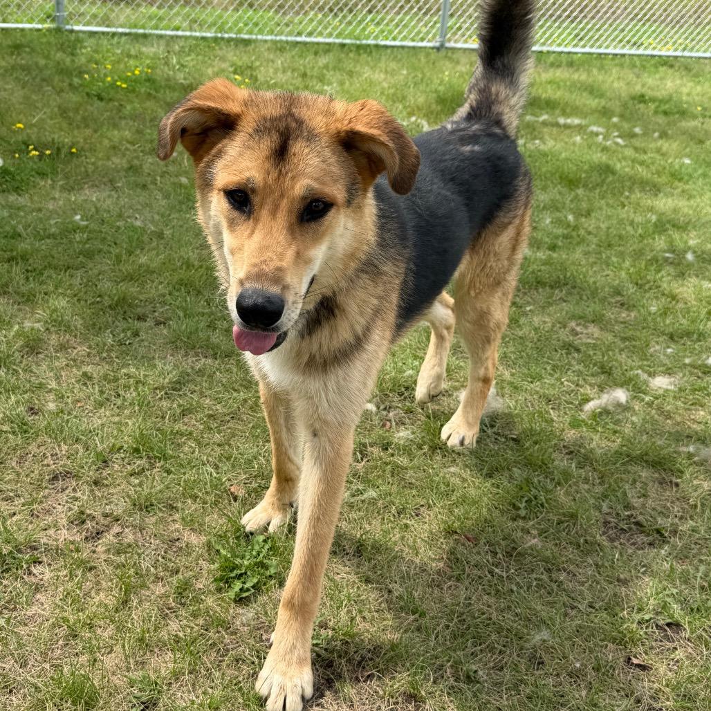 Gunnison, Adoptable, Young Male German Shepherd Dog.