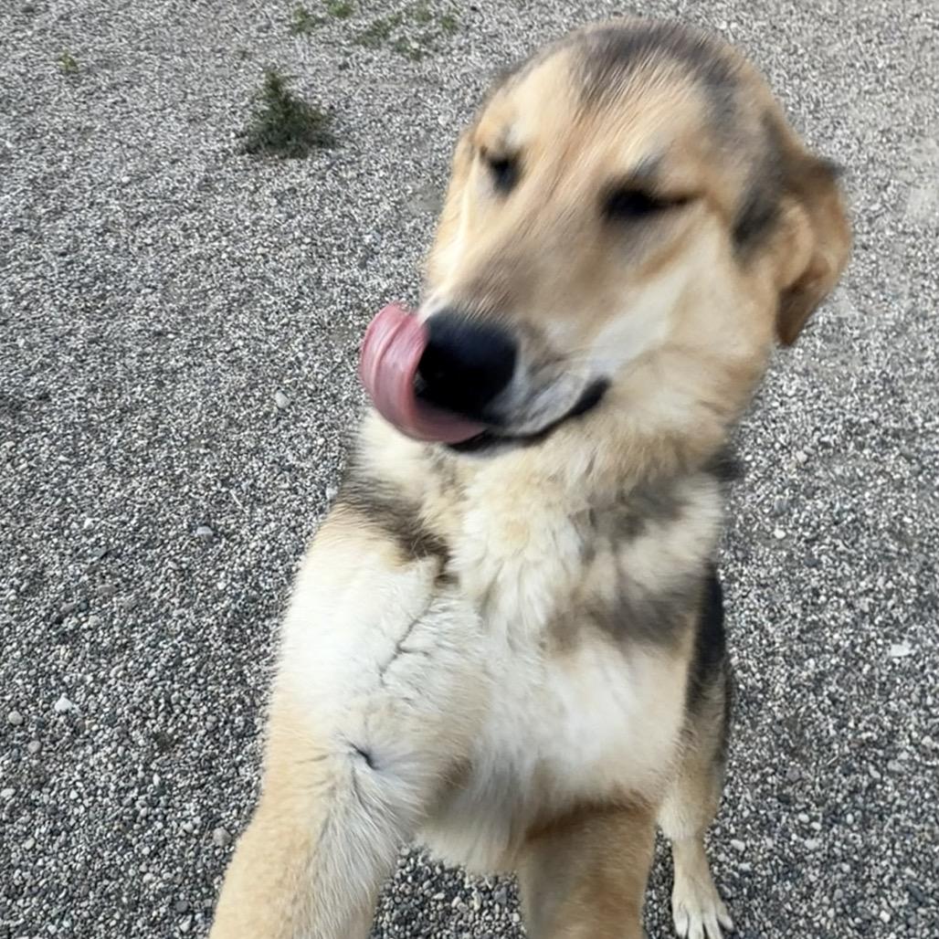 Gunnison, a Adoptable German Shepherd Dog in Detroit Lakes, MN image 2/5
