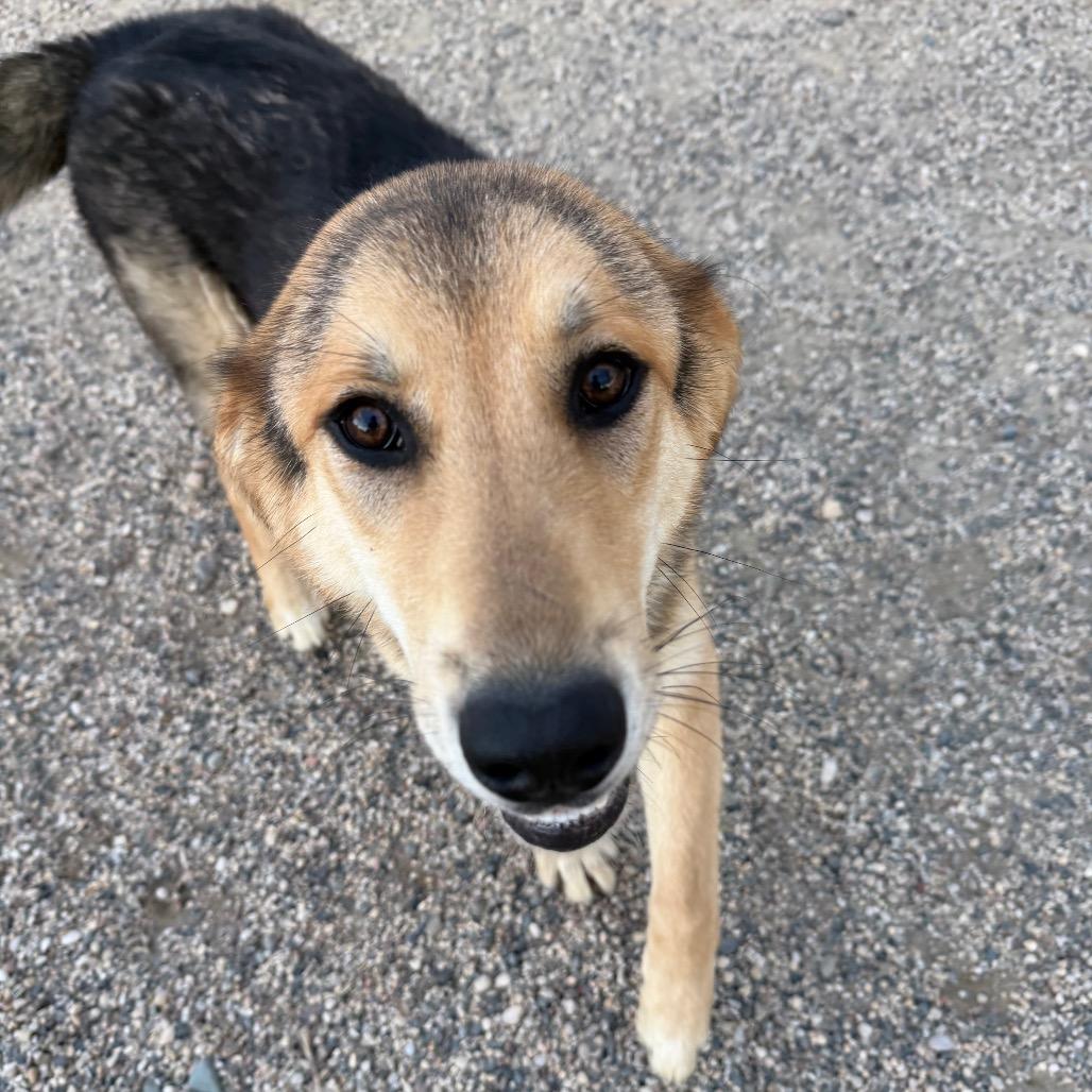 Gunnison, a Adoptable German Shepherd Dog in Detroit Lakes, MN image 3/5