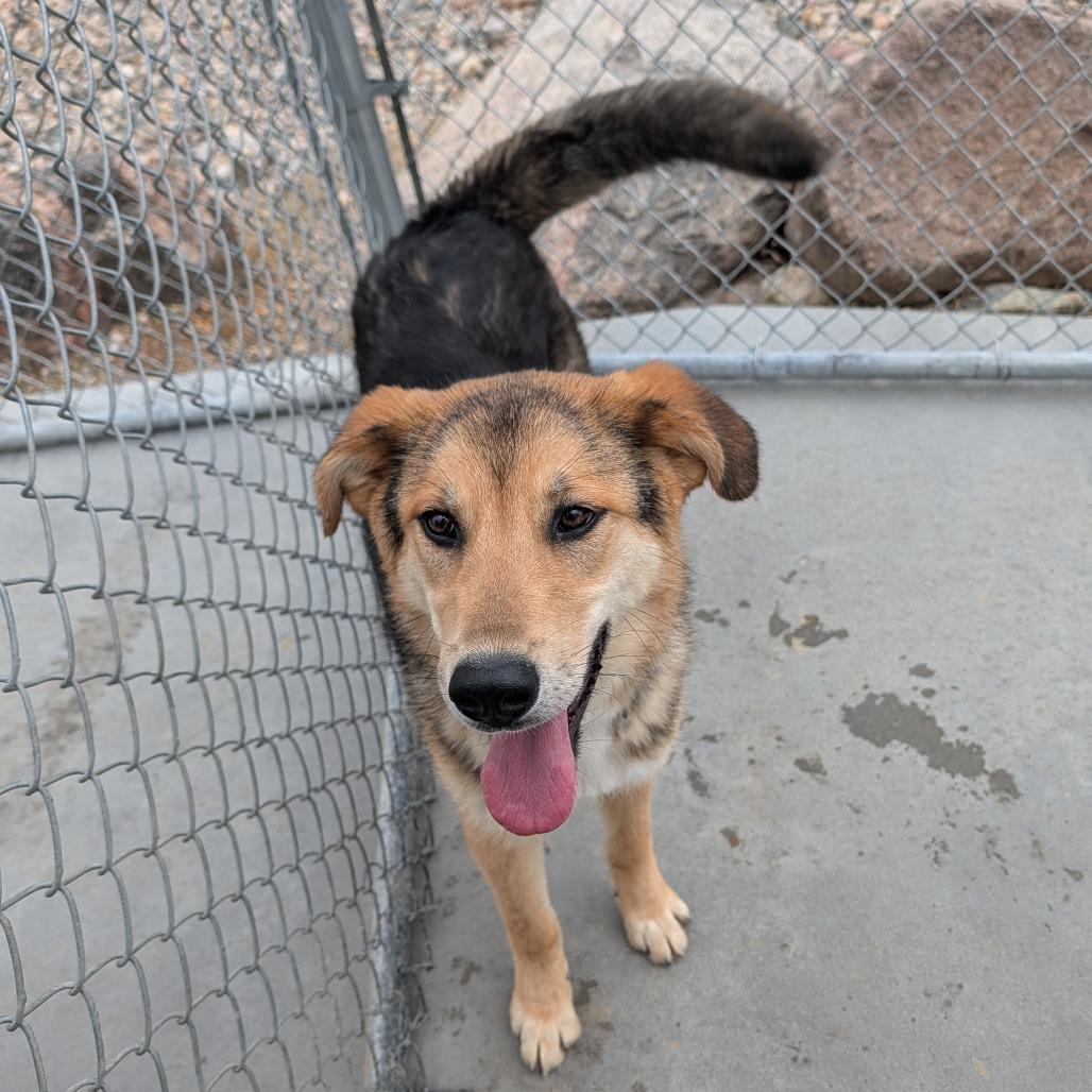 Enlarge Gunnison, a Adoptable German Shepherd Dog in Detroit Lakes, MN image 2/2