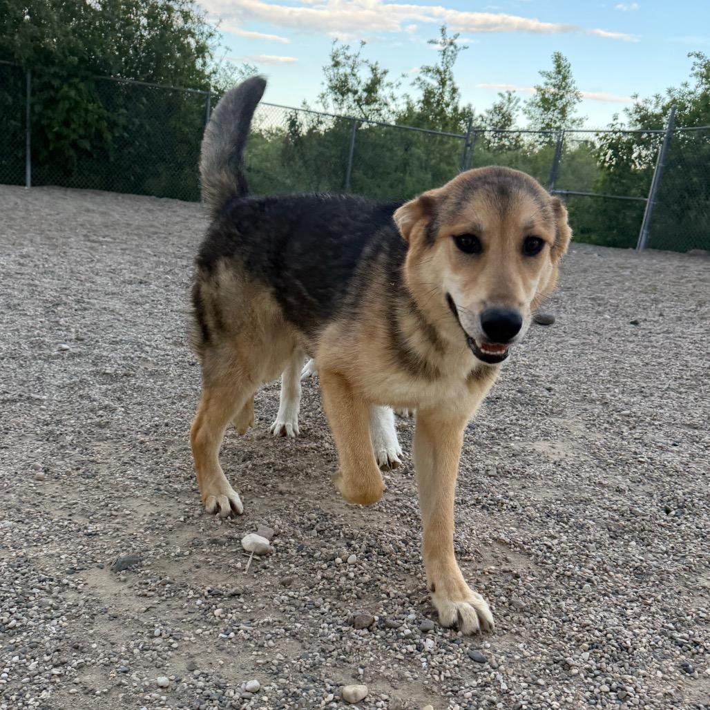Gunnison, a Adoptable German Shepherd Dog in Detroit Lakes, MN image 5/5
